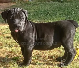 1-3 months Male Purebred Boerboel