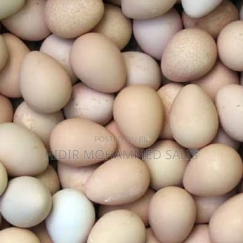Guinea Fowls Eggs