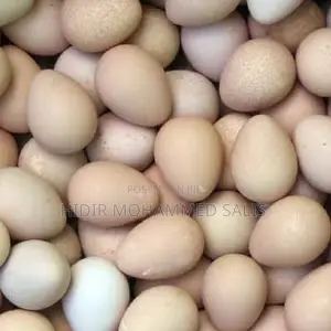 Guinea Fowls Eggs