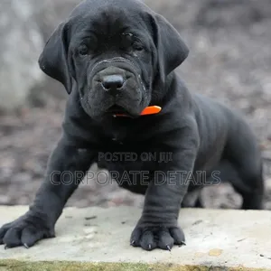 1-3 months Male Purebred Boerboel