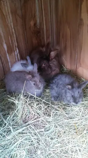 I Sell All Breeds Of Rabbits For Breeding And Meats As Well