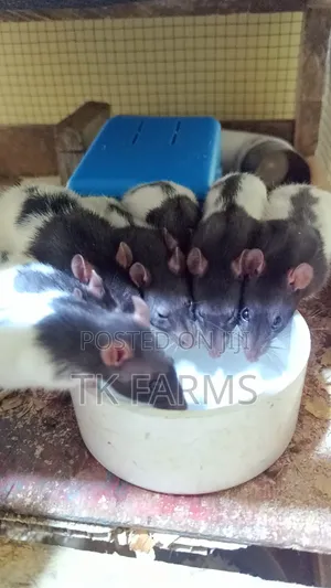 Pet Mouse or Fancy Rat