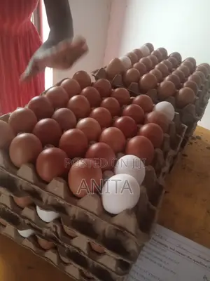 Fertilized Eggs for Sale