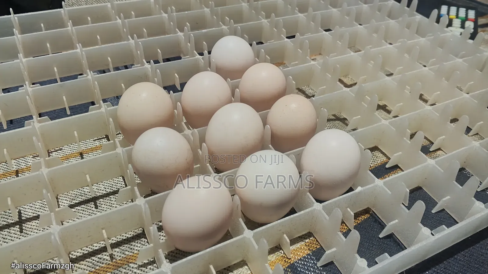 Fertile Ayam Cemani Eggs
