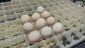 Fertile Ayam Cemani Eggs