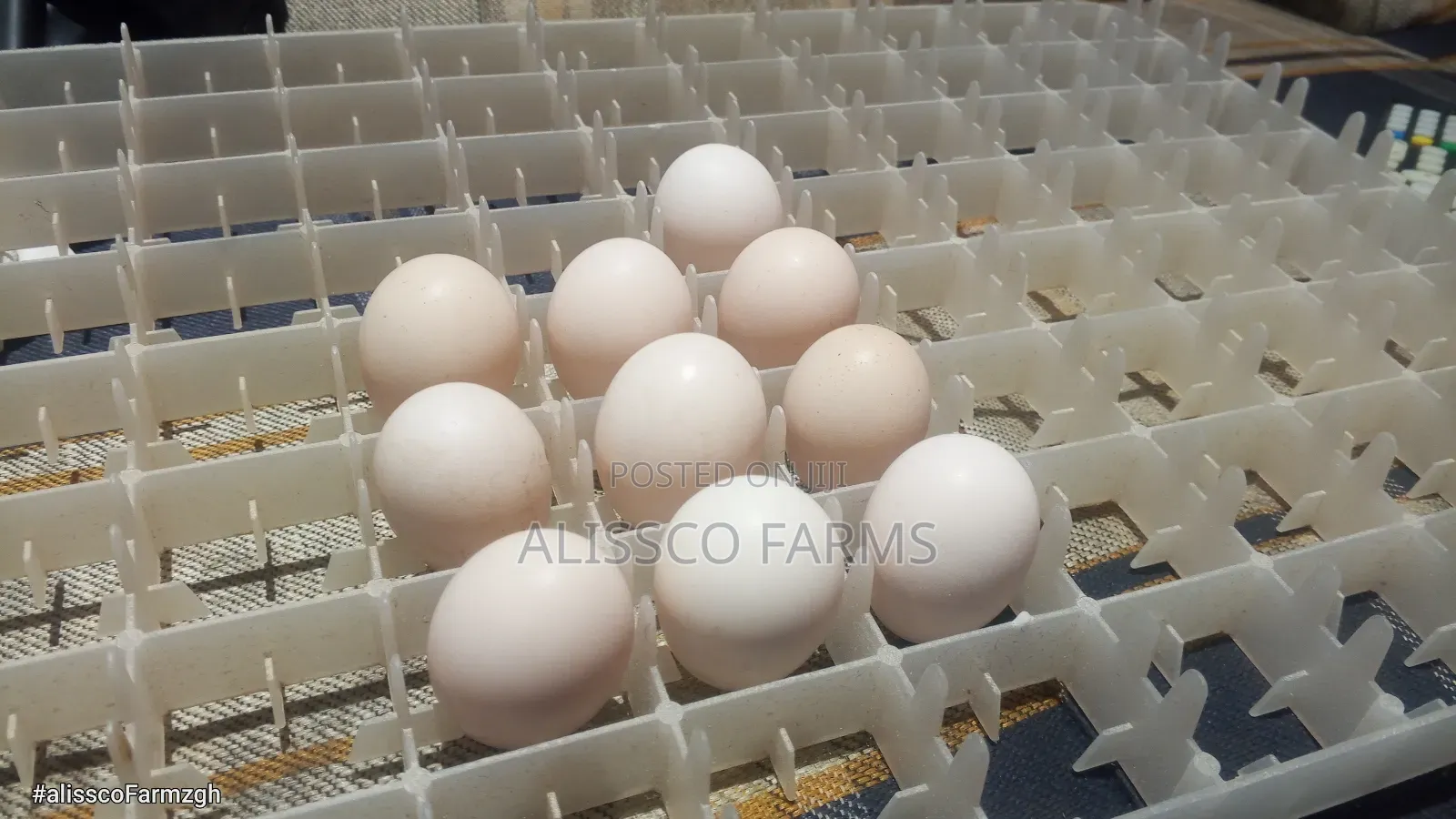 Fertile Ayam Cemani Eggs