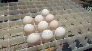 Fertile Ayam Cemani Eggs