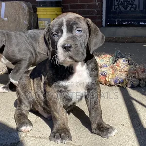 1-3 months Male Purebred Boerboel