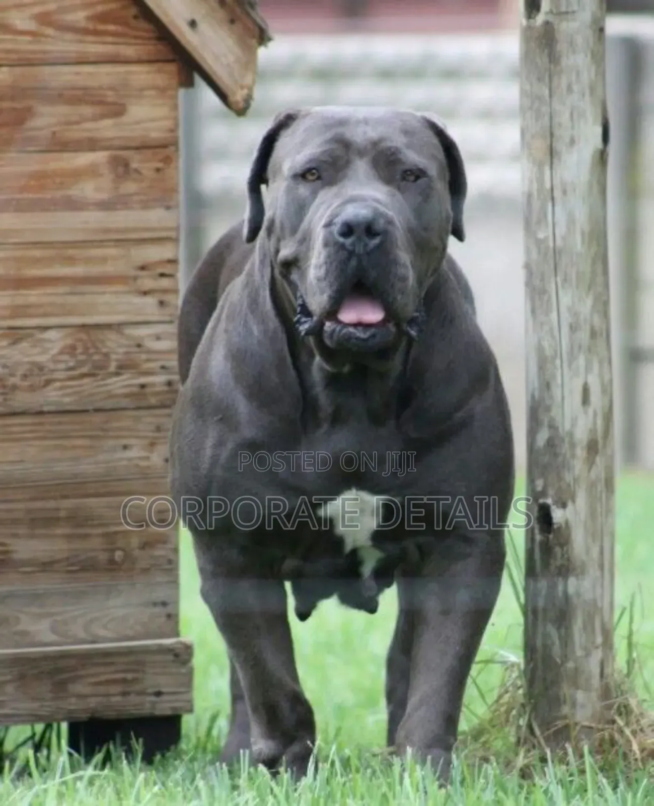 1-3 months Male Purebred Boerboel