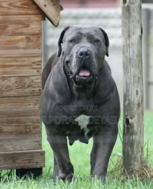 1-3 months Male Purebred Boerboel