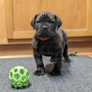 1-3 months Male Purebred Boerboel