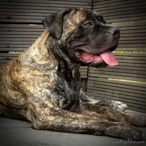 1-3 months Male Purebred Boerboel