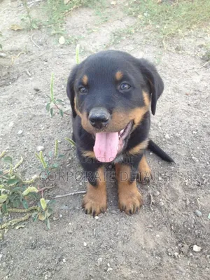 1-3 months Male Purebred Rottweiler