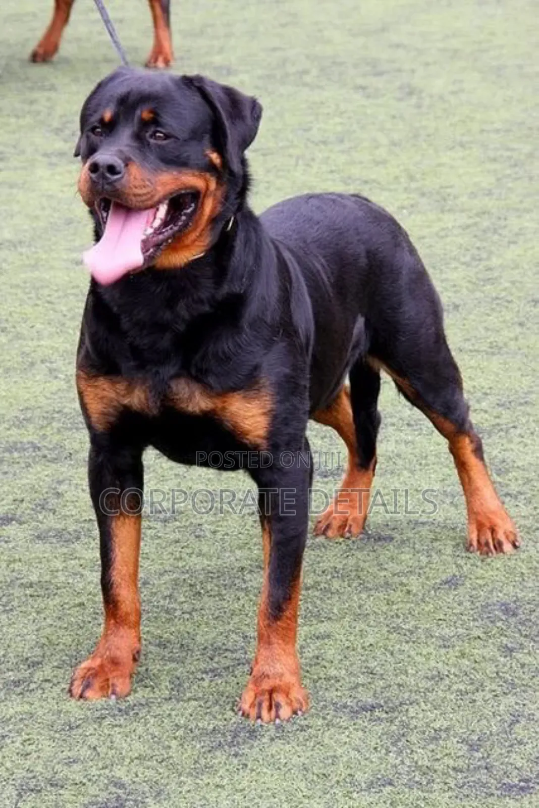 1-3 months Male Purebred Rottweiler