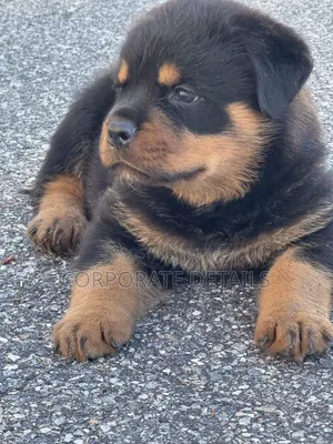 1-3 months Male Purebred Rottweiler