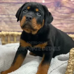 1-3 months Male Purebred Rottweiler