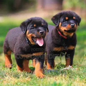 1-3 months Male Purebred Rottweiler
