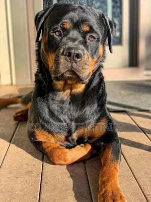 6-12 months Male Purebred Rottweiler