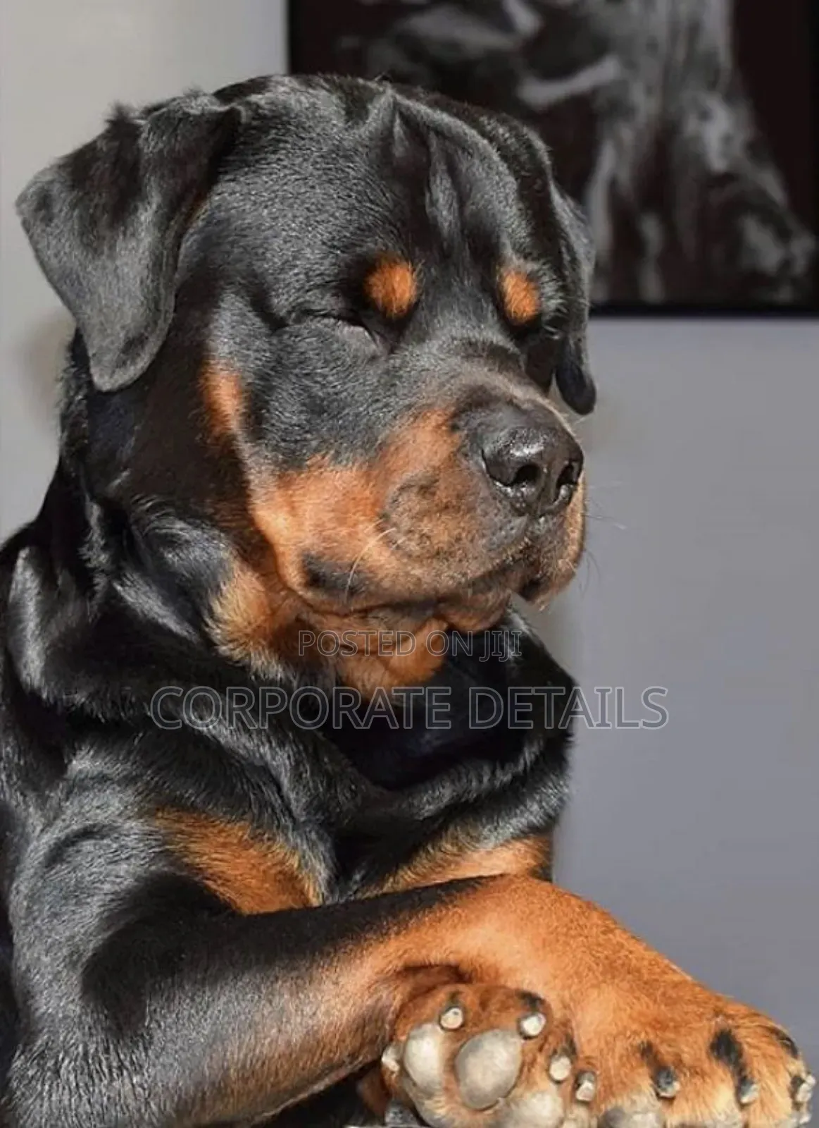 6-12 months Male Purebred Rottweiler