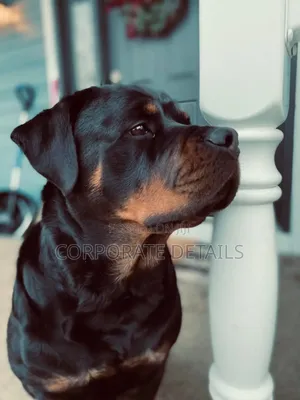 6-12 months Male Purebred Rottweiler