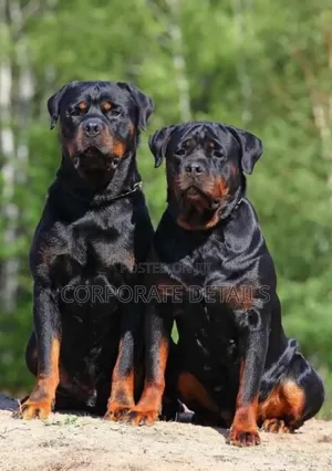 6-12 months Male Purebred Rottweiler