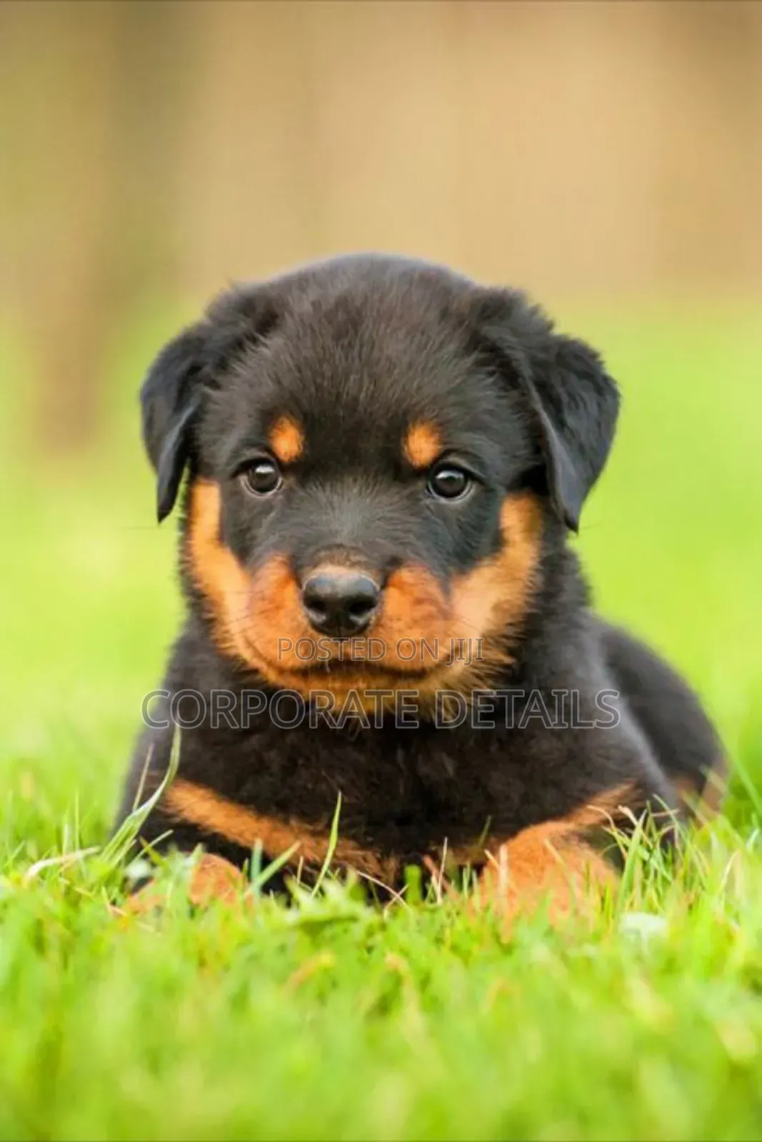 6-12 months Male Purebred Rottweiler