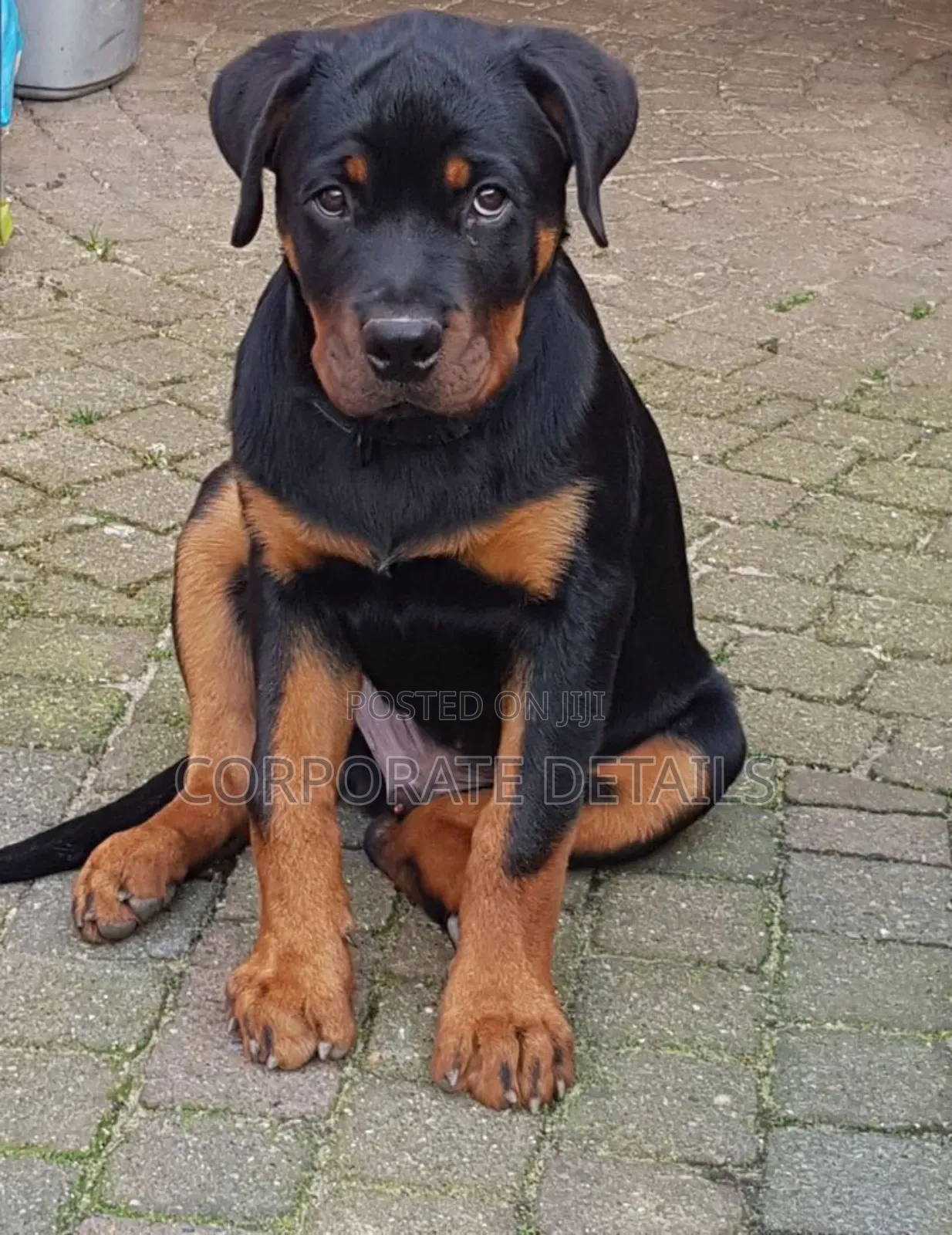 1-3 months Male Purebred Rottweiler