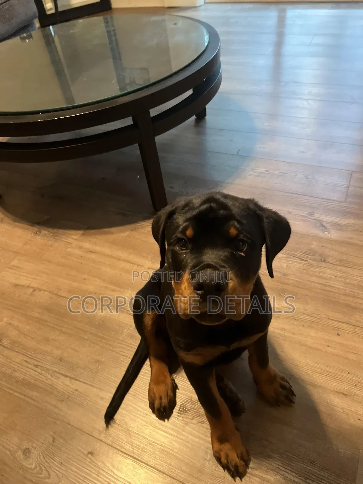 1-3 months Male Purebred Rottweiler
