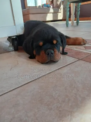1-3 months Male Purebred Rottweiler