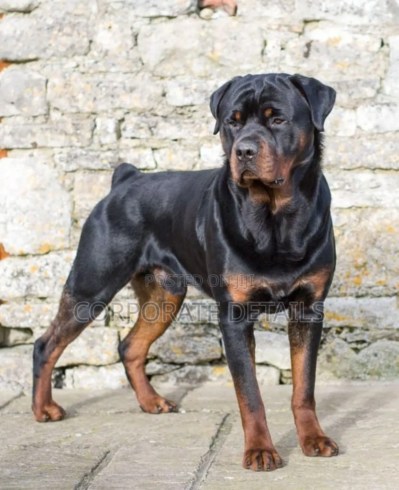 1+ year Male Purebred Rottweiler