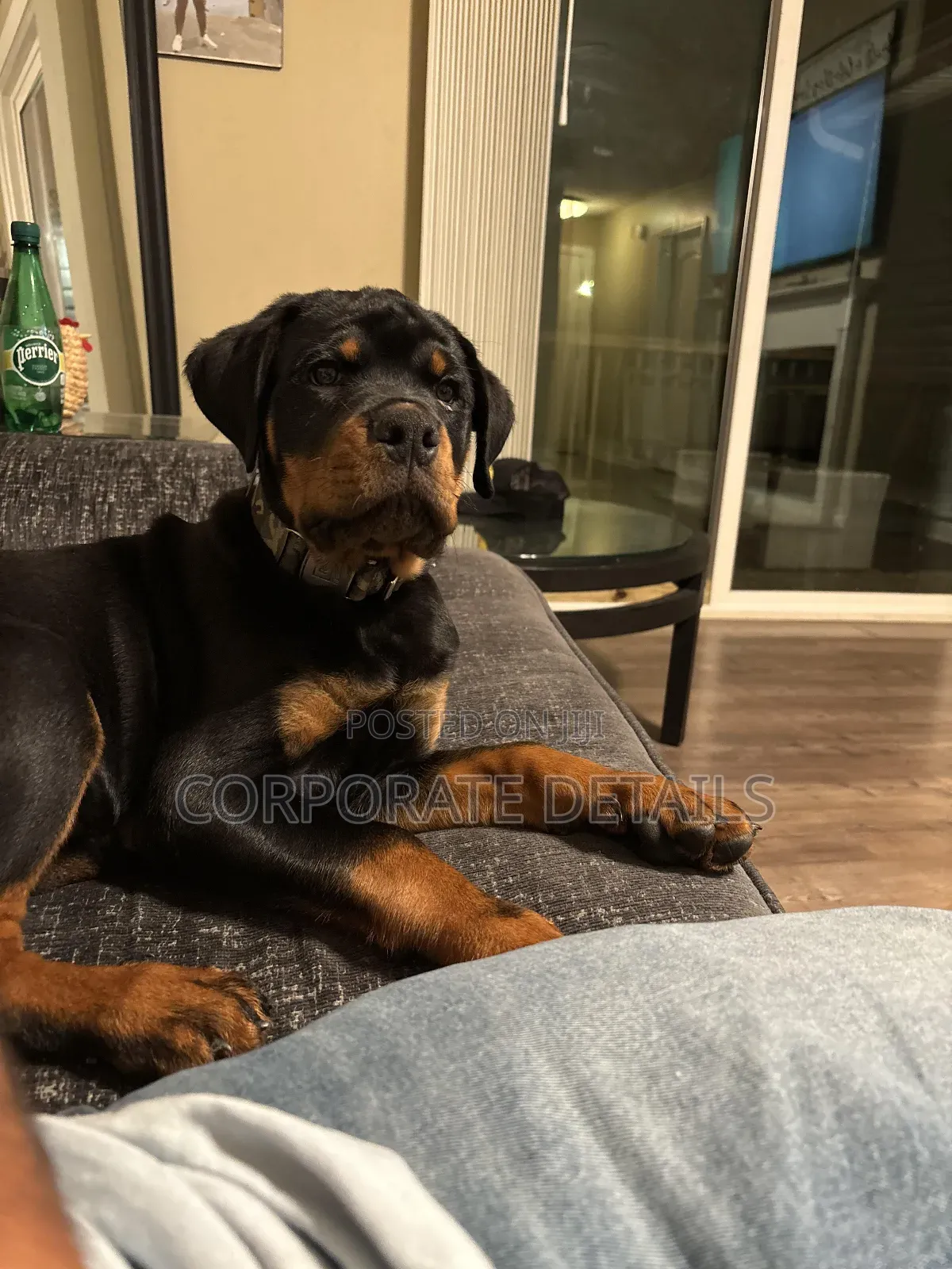 1+ year Male Purebred Rottweiler