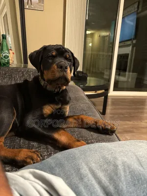 1+ year Male Purebred Rottweiler