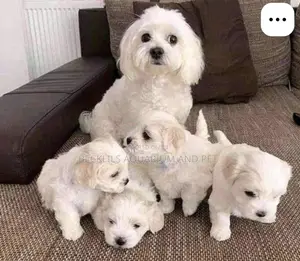 1-3 months Female Purebred Maltese