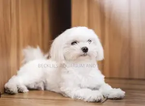 1-3 months Male Purebred Maltese