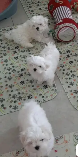 1-3 months Female Purebred Poodle