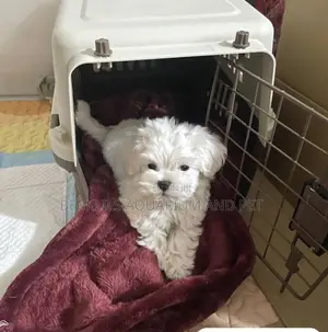1-3 months Female Purebred Poodle