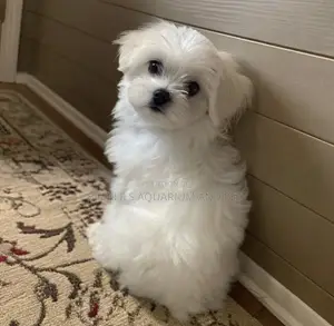 1-3 months Female Purebred Poodle