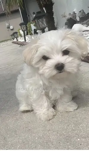 1-3 months Female Purebred Maltese