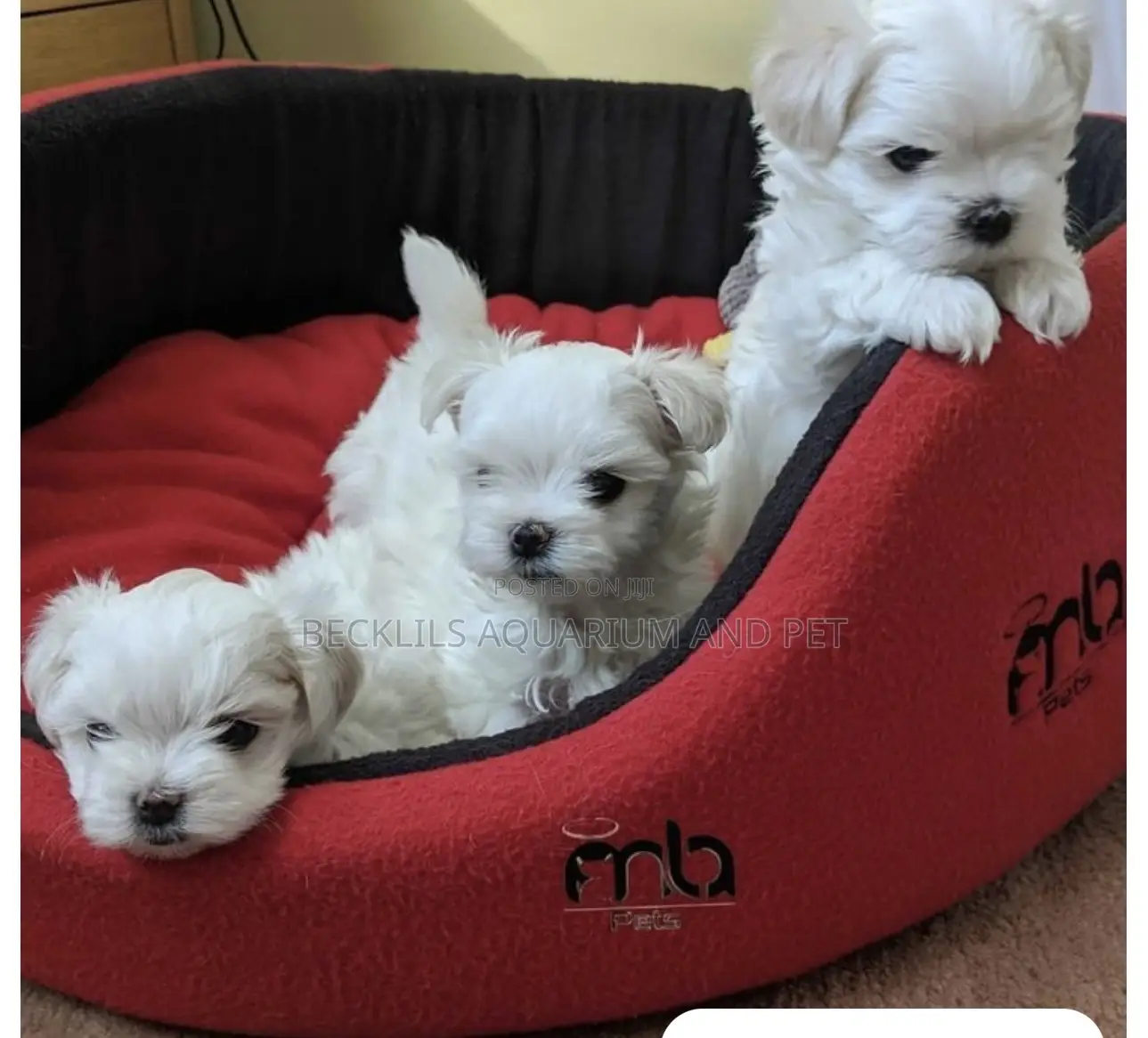 1-3 months Female Purebred Maltese