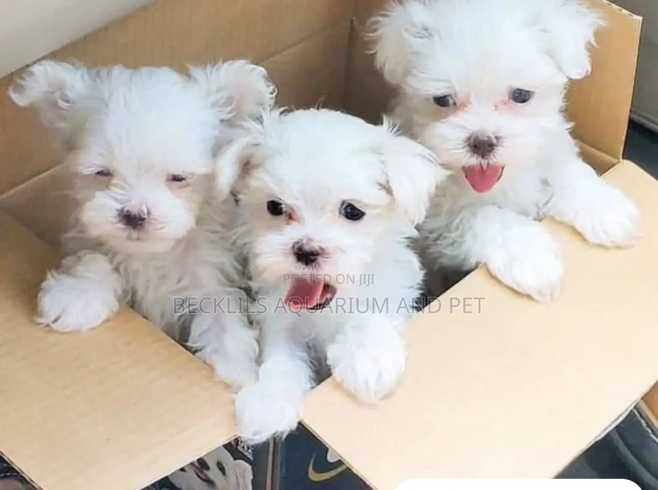 1-3 months Female Purebred Maltese