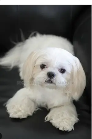 1-3 months Female Purebred Maltese