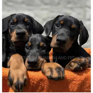 1-3 months Female Purebred Doberman Pinscher