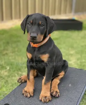1-3 months Female Purebred Doberman Pinscher