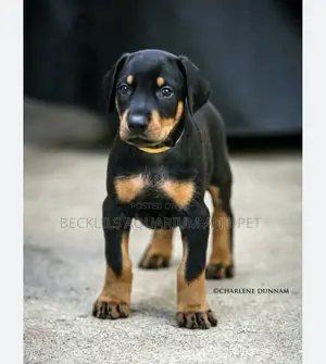 1-3 months Female Purebred Doberman Pinscher