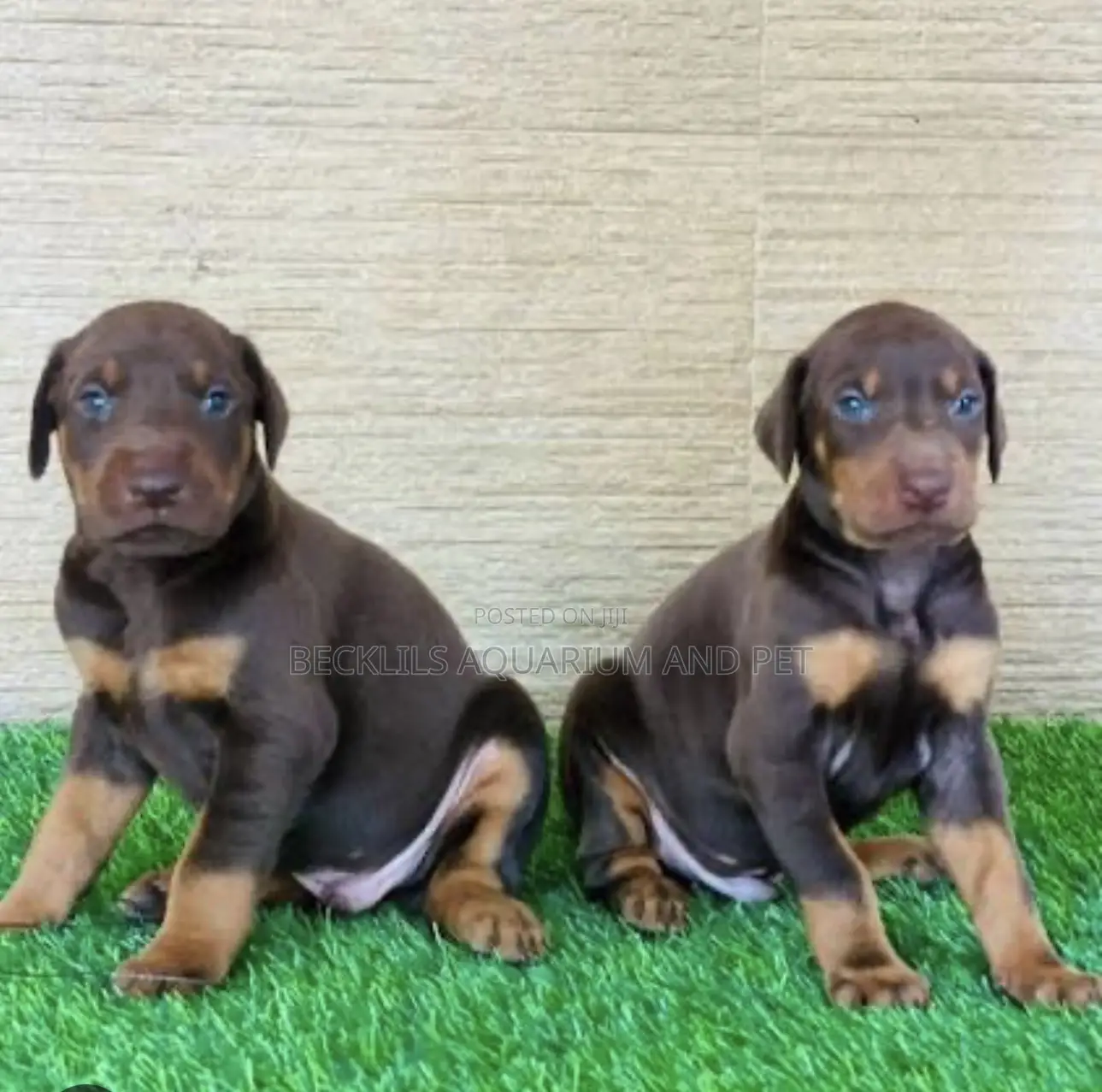 1-3 months Female Purebred Doberman Pinscher