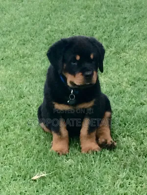 1-3 months Male Purebred Rottweiler