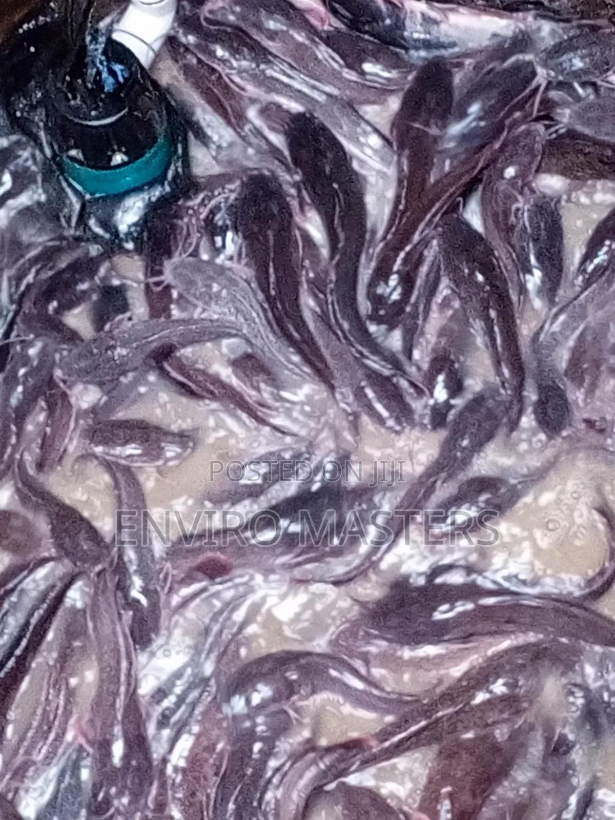 Catfish for Sale