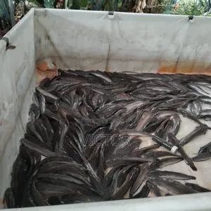 Fresh Catfish
