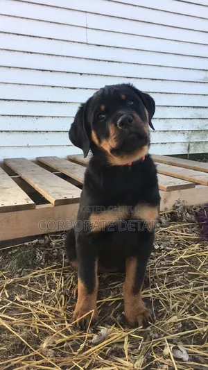 1-3 months Male Purebred Rottweiler