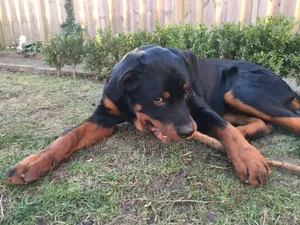 1+ year Male Purebred Rottweiler